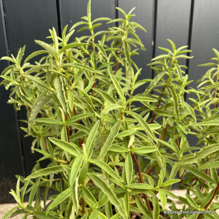 Cistus 'Alan Fradd' 2L