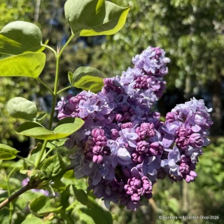 Syringa vulgaris 'Katherine Havemeyer' (Lilac) 80-100cm (12L)