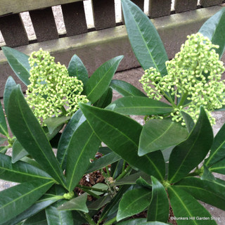 Skimmia confusa ‘Kew Green’