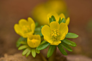 Winter aconite (9cm)