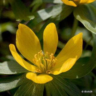 Winter aconite (9cm)
