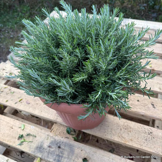 Rosmarinus officinalis 'Prostratus' (p30)