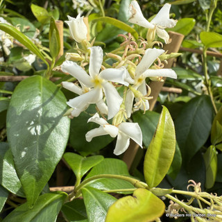 Trachelospermum jasminoides (Star Jasmine) 240cm on cane (9L)