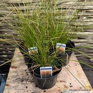 Carex 'Prairie Fire'