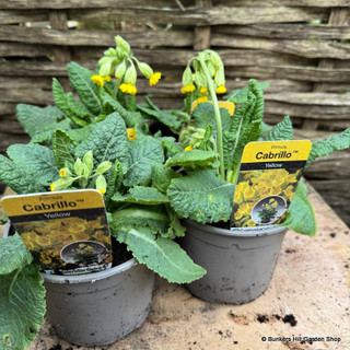 Primula cabrillo (cowslip)