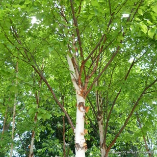 Betula albosinensis (Multistem) 300-350cm