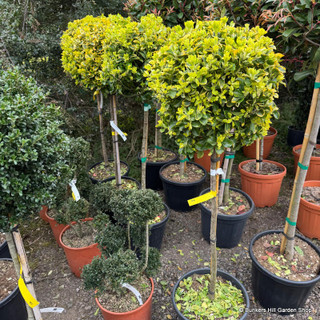Euonymus jap. 'Aureus' 1/4 stem (13L)