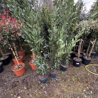 Laurus nob. Bush 180/200cm (12L)