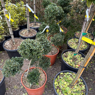 Ilex crenata 'Kinme' pom pom 15L