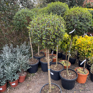 Ligustrum delavayanum 1/2 stem (20L)