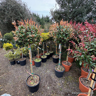 Photinia fr. 'Red Robin' 1/2 standard (30L)