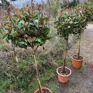 Photinia fr. 'Red Robin' 1/2 standard (18L)