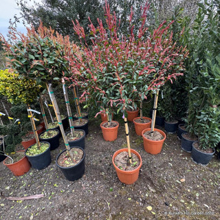 Photinia fras. 'Red robin compacta' 1/2 stem (60/70cm head)
