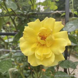 Golden Showers - Climbing Rose