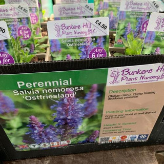 Salvia nemerosa 'Ostfriesland' 1ltr