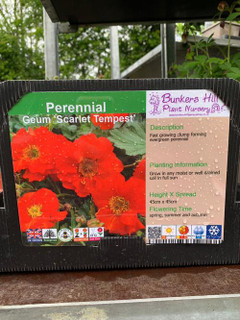 Geum 'Scarlet Tempest' 1ltr pot