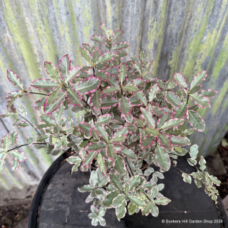 Pittosporum 'Elizabeth' -  2L