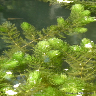 Ceratophyllum demersum 1 ltr