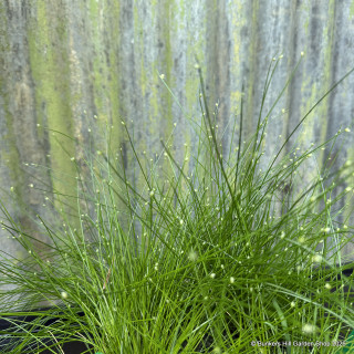 Scirpus cernuus 1 ltr OXY