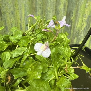Mazus reptans 3 ltr