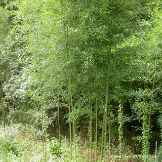 Phyllostachys aurea (Golden bamboo) 300-350cm (35L)