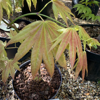 Acer 'Moonrise'