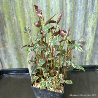 Houttuynia cordata 'Boo Boo' 1 ltr