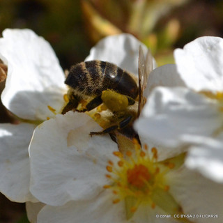 Potentilla fruiticosa 'Abbotswood White'