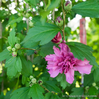 Hibiscus syr. 'Duc de Brabant'