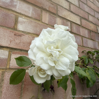 Iceberg - Climbing Rose