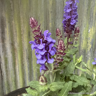 Salvia nem 'Blue Marvel'