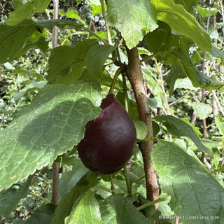 Plum 'Belle De Louvain' 3-4yr tree on St Julian A rootstock (Potted)