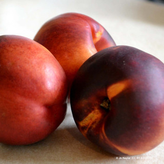 Nectarine 'Necta Red' 2-3yr old tree on St Julian A rootstock (Potted)