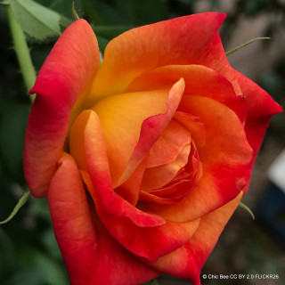Joseph's Coat - Climbing Rose