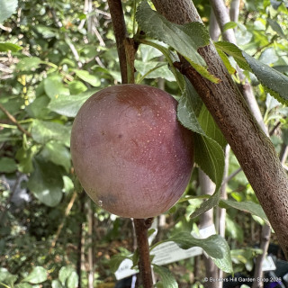 Plum 'Kirkes Blue' 3-4yr tree on St Julian A rootstock (Potted)