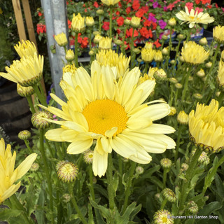 Leucanthemum Weston Star 'Gemini' 3L