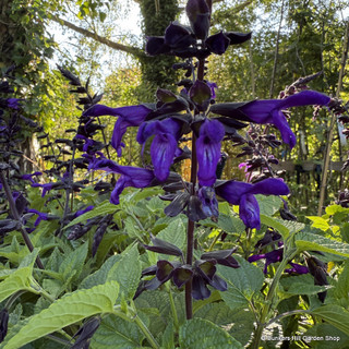 Salvia 'Purple & Bloom' 5L