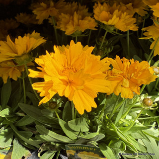 Coreopsis 'Presto' 3L
