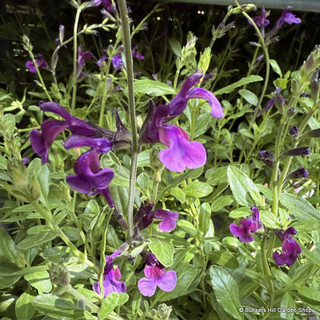 Salvia 'Oriental dove'