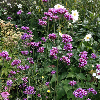 Verbena Bonariensis 5L