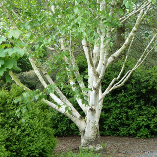 Betula utilis jacquemontii 250-300cm (Himalayan Birch) Multistem