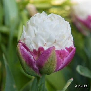 Tulip 'Ice Cream' (Double) - PACK of 10 premium size bulbs