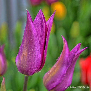 Tulip 'Purple Dream' (Lily-Flowered) - PACK of 10 premium size bulbs