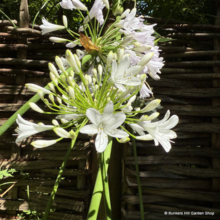 Agapanthus 'Enigma'