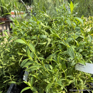 Cistus × dansereaui 'Jenkyn Place'