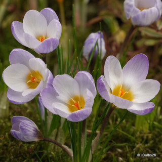 Crocus (species) 'Blue Pearl'