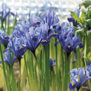 Iris ret. 'Alida' (species) - PACK of 15 bulbs
