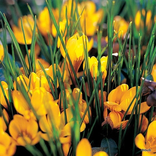 Crocus (species) 'Fuscotinctus' - PACK of 14 bulbs