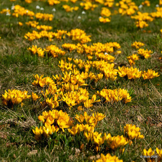 Crocus (species) 'Fuscotinctus'
