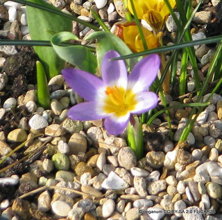 Crocus (species) 'Sieberi Tricolour' - PACK of 11 bulbs